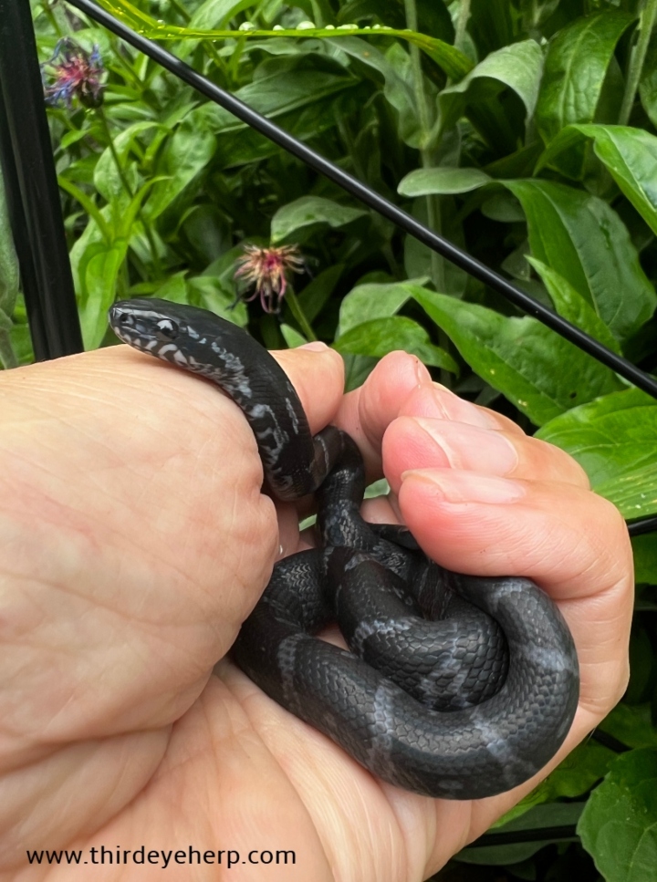 Melanistic Russian Rat Snake